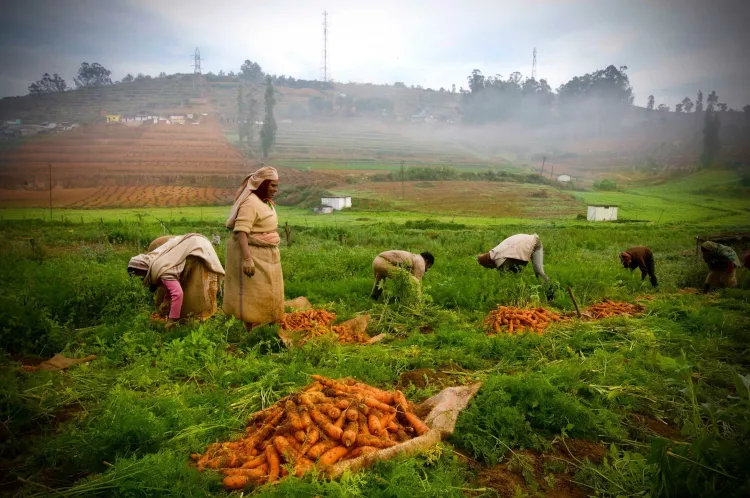 Vegetable Mountain